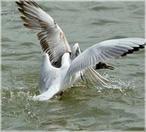 gulls fighting