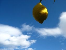 ripe lemon on a branch close up