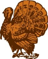 turkey bird drawing