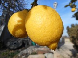 lemon on a tree in mediterranean countryside