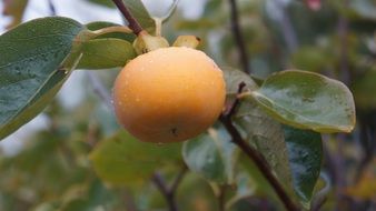 yellow persimmon fruit on a tree