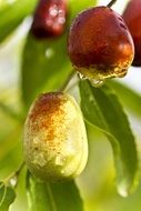 jujube fruits (green dates) closeup