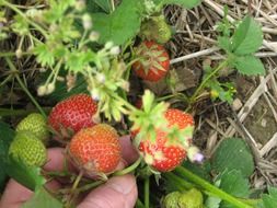 fragrant strawberries in the garden