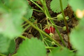 red strawberry in green plants