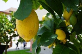 yellow lemons on a branch close-up on blurred background