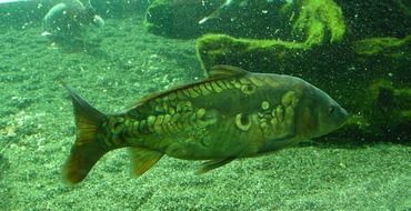fish in green pond