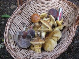 mushroom harvest basket fungus