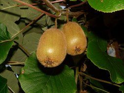 Kiwi fruit on a branch with green leaves