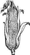 black and white drawn corn cob