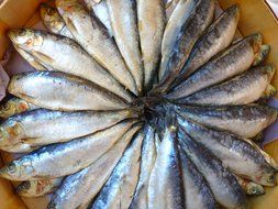fish eat