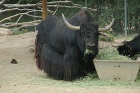 beautiful black yak on a farm
