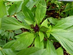 ocimum basilicum, thai basil, plant on garden bed