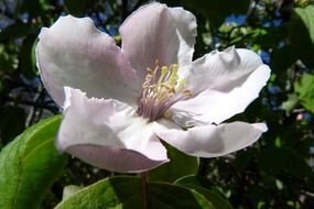 photo of a large quince bud