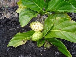 Laurel plants in the garden