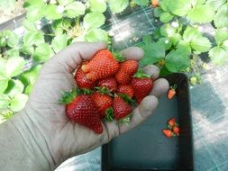 tasty strawberries fruit