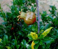 young swollen pomegranate