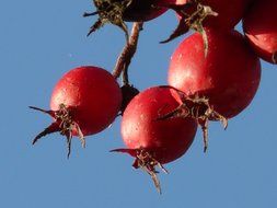 an increase of hawthorn berries