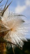 Thistle flower in nature