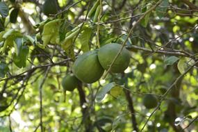 green orange in nature