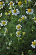 chamomile flowers on plant close up