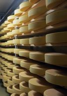 cheese dairy