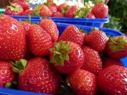 ripe juicy strawberries in blue packaging
