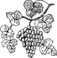 black and white drawing of grapes on a vine