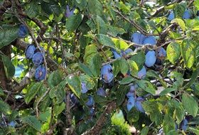 blue plums on a tree