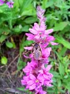 Wasp on the wildflowers