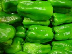 capsicum green pepper
