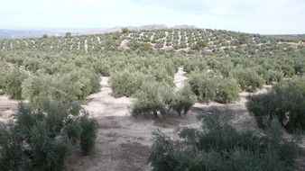 olive nature