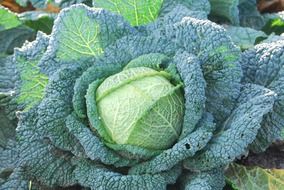 green cabbage with large leaves