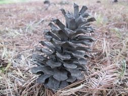 macro photo of pine cone plant in nature