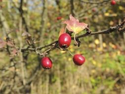 red rose hip sammelfrucht fruit on the branch