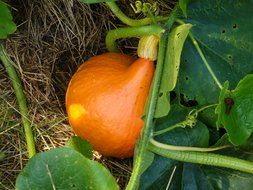 Orange pumpkin on ground in the garden