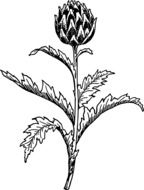 artichokes drawing