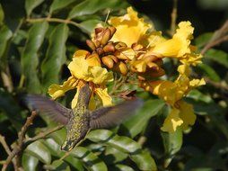 hummingbird yellow flower nectar