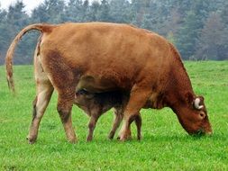 calf near the cow