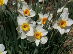 beautiful daffodil plants