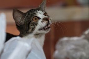 cat meowing asking for food portrait