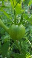 Green unripe tomatoes in the garden