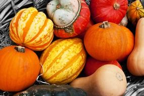 various pumpkin close-up