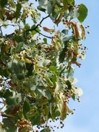 linden fruits at sky