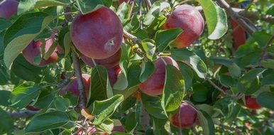 Red apples on a tree