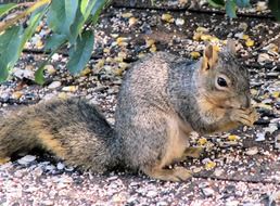gray squirrel on the ground close up