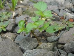 green plants grow in gravel