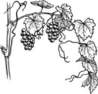 black white drawing of grapes on a vine with leaves