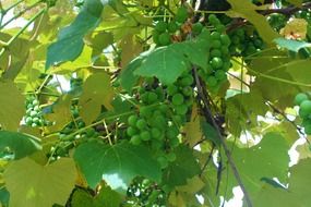 green grape bunch sunny scene