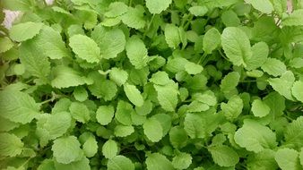 Green fresh plants in a garden