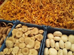 raw mushrooms on market stand